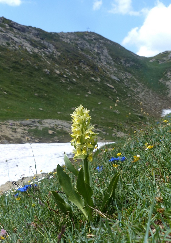 La Nigritella widderi a Pizzo di Sevo e Cima Lepri  -  luglio 2025